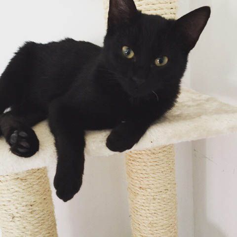 blacky gato negro precioso