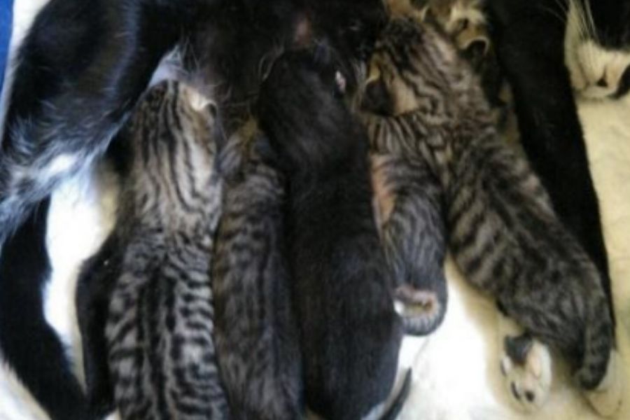 romanitos camada gatos adopciones